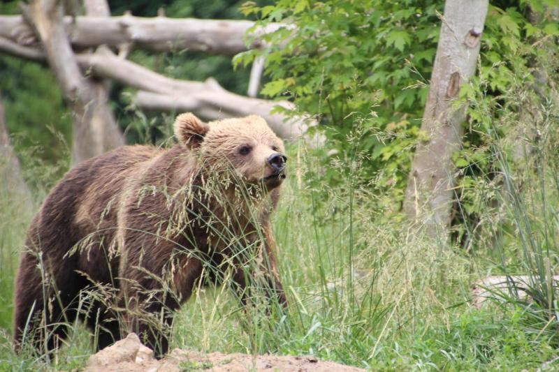 Japánban egy gyilkos medve került az állami hatóságok célkeresztjébe, miután egy tragikus esemény következtében kilőtték. Az eset újra felszínre hozta a négy évvel ezelőtti borzalmas történetet, amikor a ragadozó már korábban is embert ölt. A hírek szerin