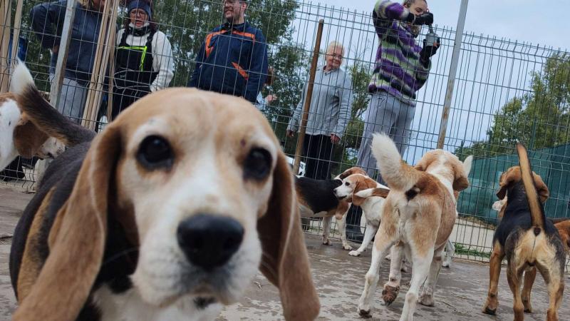 Kis tappancsos barátaink izgalmas kalandra készülnek: tizenöt beagle várja, hogy új otthonra leljen októberben – nézd meg a galériát!