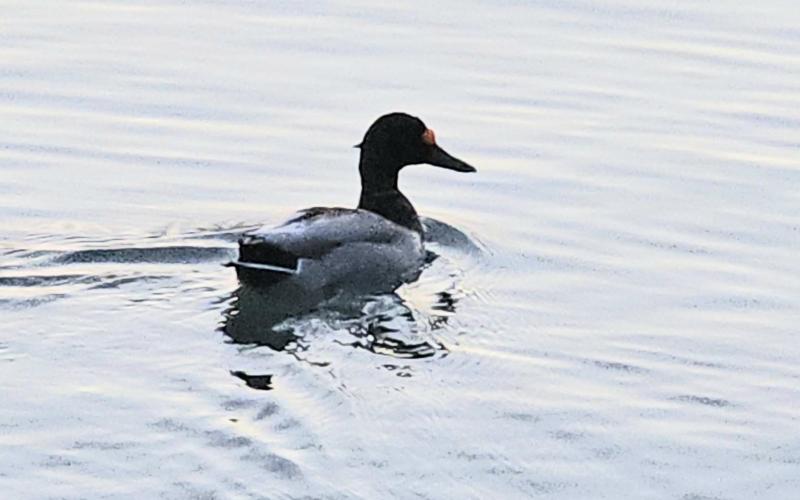 Egy nyíllal átlőtt fejű kacsa lebeg a Balaton kristálytiszta vizében.