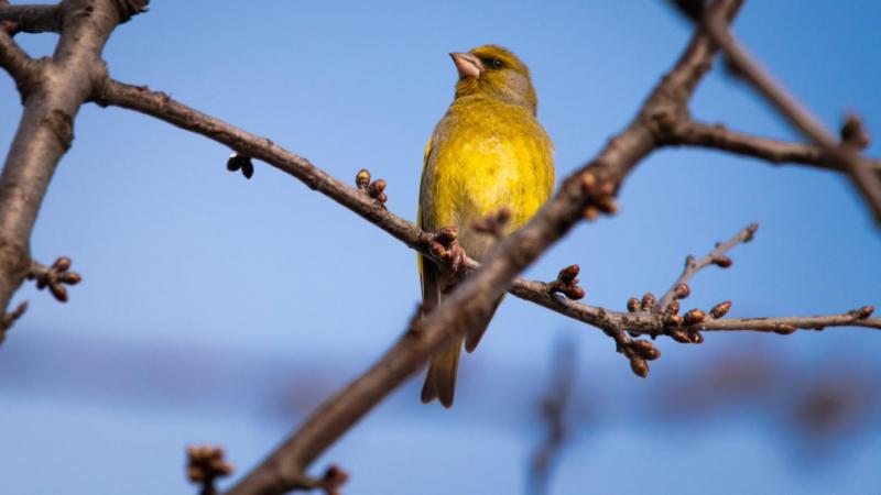 A természet csodálatos világában sokan kedvelik ezt a színpompás madarat, amely különleges helyet foglal el a hazai fajok között. | National Geographic