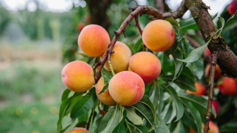Vajon végleg el kell búcsúznunk ettől a különleges magyar gyümölcstől? Itt az ideje, hogy szembenézzünk a keserű valósággal - Agrárszektor.