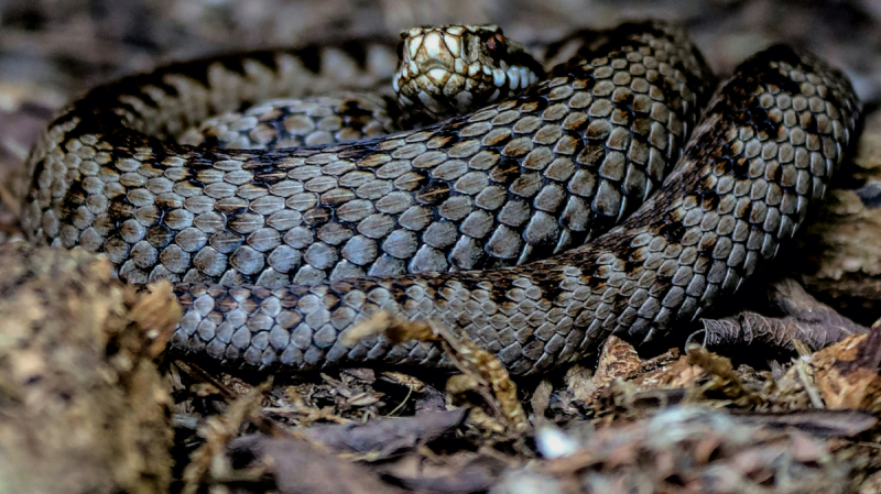 Félelem uralkodik Lenti városában, ahol a lakosok rémülten figyelik a keresztes vipera fenyegetését. Ez a titokzatos és veszélyes kígyó már jó ideje a szívükben él, s minden lépésüknél ott motoszkál a szorongás, hogy a következő áldozat éppen ők lehetnek.