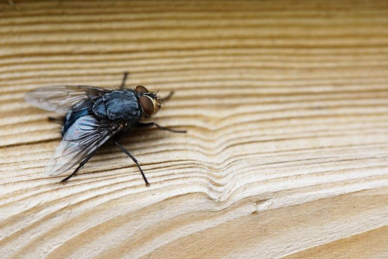 Egész nyáron elkerülheted, hogy a legyek megjelenjenek az ablakod környékén, ha ezt az egyszerű trükköt alkalmazod az ablakpárkányon. | szmo.hu