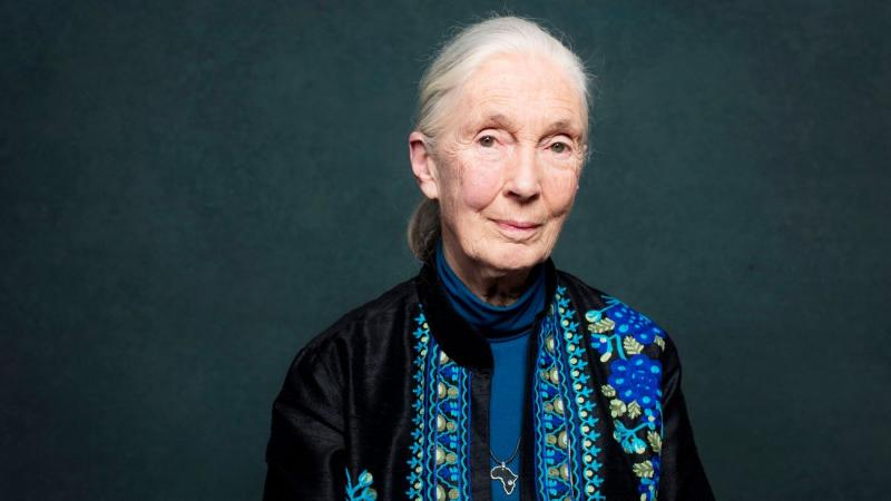 Sajnos elhunyt a legendás természetkutató, Jane Goodall, aki fáradhatatlanul dolgozott a csimpánzok és a természet védelméért. Az ő életműve és elkötelezettsége maradandó nyomot hagyott a tudomány és a környezetvédelem területén. Goodall inspiráló példája