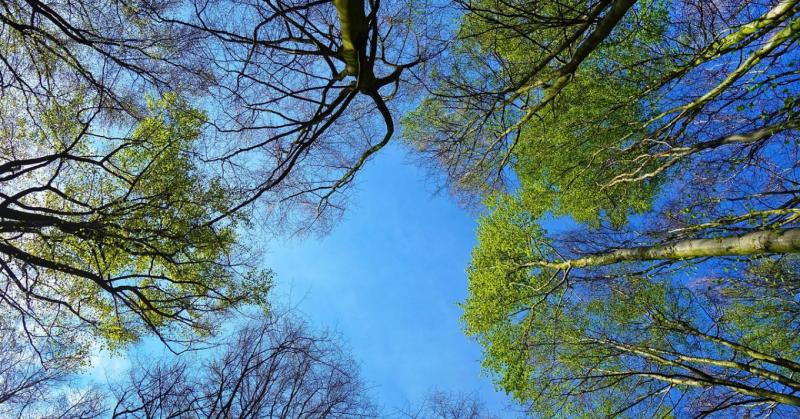Az EUDR (Európai Uniós Deforestációs Szabályozás) bevezetése jelentős változásokat hoz a mezőgazdasági termelők számára. A gazdáknak figyelembe kell venniük, hogy a jövőben szigorúbb nyomozási és igazolási kötelezettségek lépnek életbe a terményeik és ter