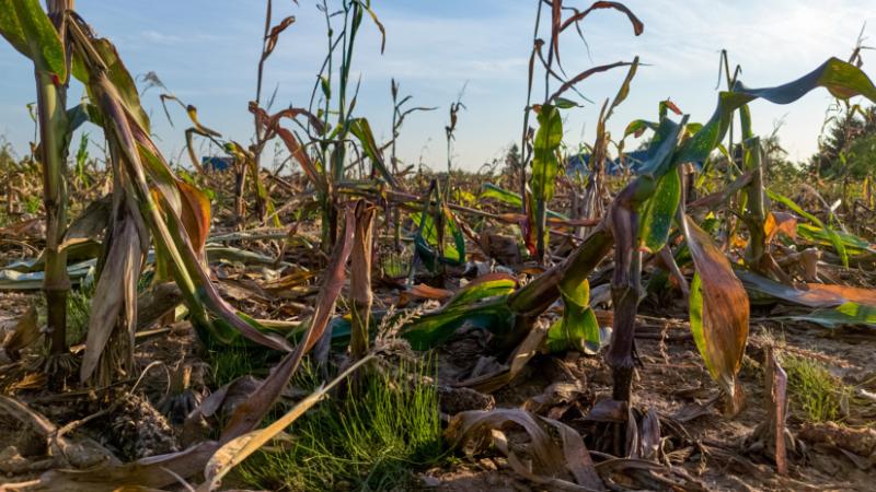 Kiemelkedő határidő közeleg, amelyet a gazdáknak feltétlenül teljesíteniük kell - Agrárszektor
