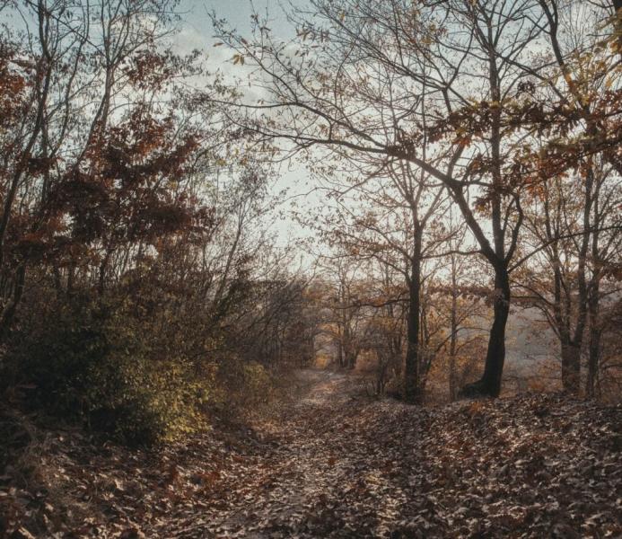 Rejtélyes körülmények között találták meg a hetek óta eltűnt idős hölgyet, sajnos a keresés végkimenetele szomorúra fordult.